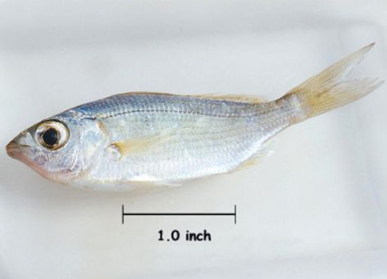 拟鲱缩口银鲈(Eucinostomus harengulus)