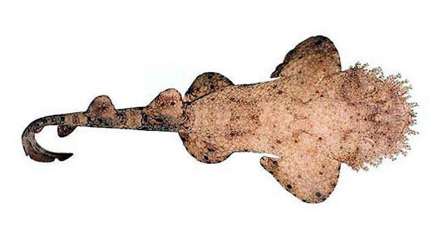 叶须鲨(Eucrossorhinus dasypogon)