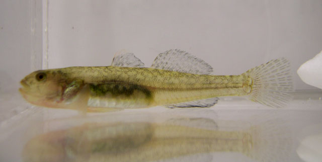 纽氏圆虾虎(Eucyclogobius newberryi)