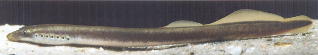 粗首双齿七鳃鳗(Eudontomyzon vladykovi)