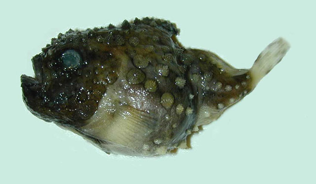 窦氏真圆鳍鱼(Eumicrotremus derjugini)
