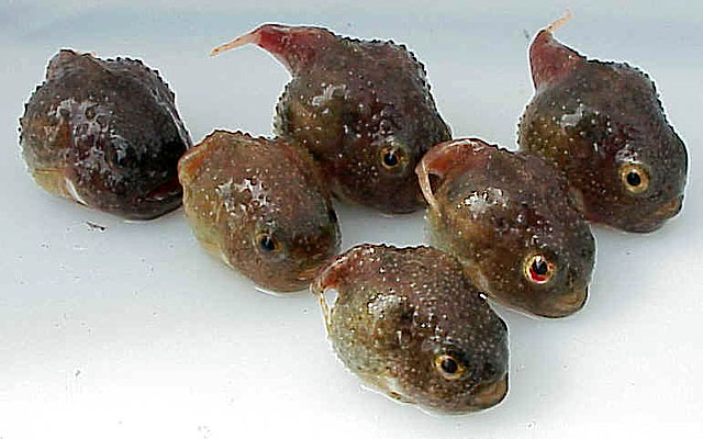 似蟾真圆鳍鱼(Eumicrotremus phrynoides)