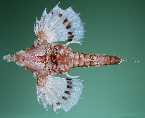 夏威夷宽海蛾鱼(Eurypegasus papilio)