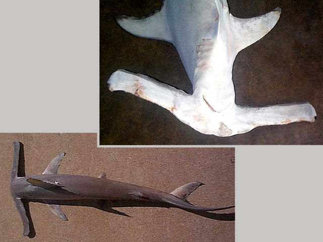 布氏真双髻鲨(Eusphyra blochii)