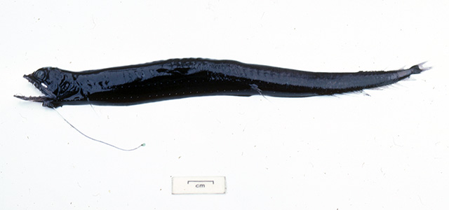 内须真巨口鱼(Eustomias enbarbatus)