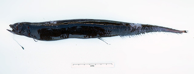 大尾真巨口鱼(Eustomias macrurus)