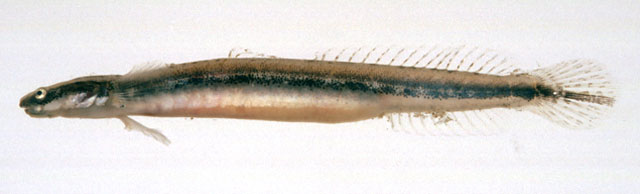带虾虎(Eutaeniichthys gilli)