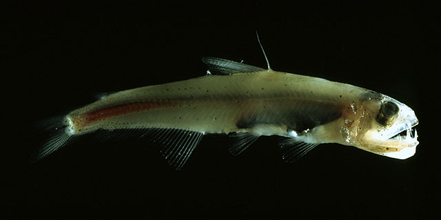 葡萄牙齿口鱼(Evermannella balbo)
