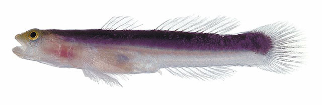 双色艾虾虎(Evermannichthys bicolor)