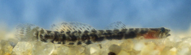 艾虾虎(Evermannichthys spongicola)
