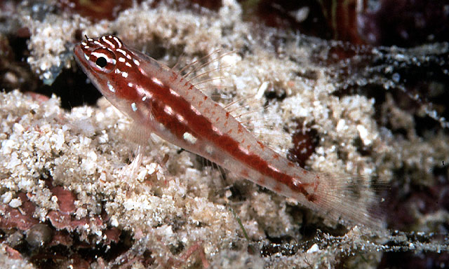 胸斑矶塘鳢(Eviota prasites)