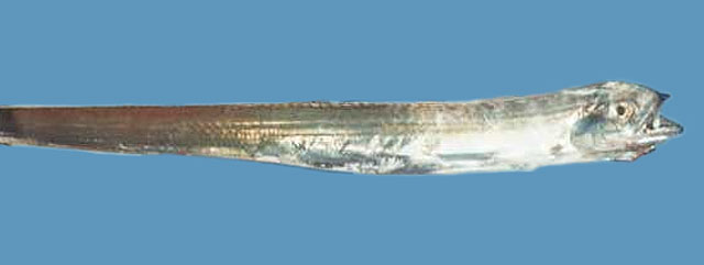 条状窄颅带鱼(Evoxymetopon taeniatus)