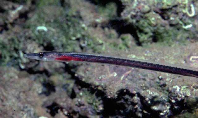 尖吻小鸭嘴鳗(Facciolella oxyrhyncha)