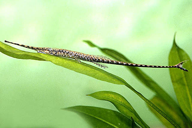 亚马逊河管吻鲇(Farlowella amazonum)