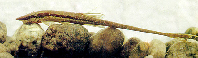 短吻管吻鲇(Farlowella curtirostra)
