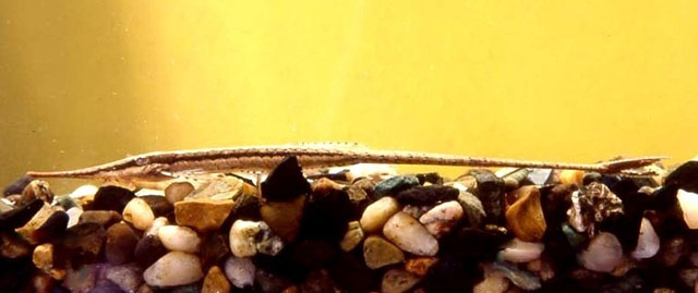 细身管吻鲇(Farlowella gracilis)