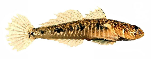 新西兰蜂巢虾虎(Favonigobius lateralis)