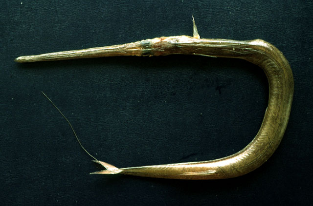 角烟管鱼(Fistularia corneta)