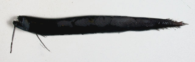 波氏鞭须巨口鱼(Flagellostomias boureei)