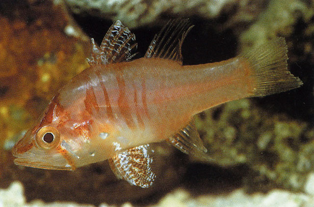 玻璃腭竺鱼(Foa hyalina)