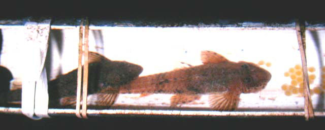 棘尾方氏甲鲇(Fonchiiichthys uracanthus)