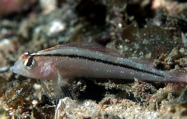野深水三鳍鳚(Forsterygion lapillum)