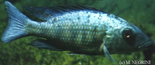 吻沟非鲫(Fossorochromis rostratus)