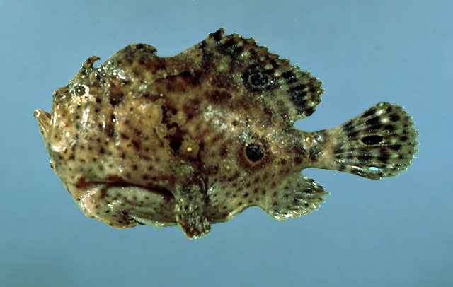 睛斑福氏躄鱼(Fowlerichthys ocellatus)