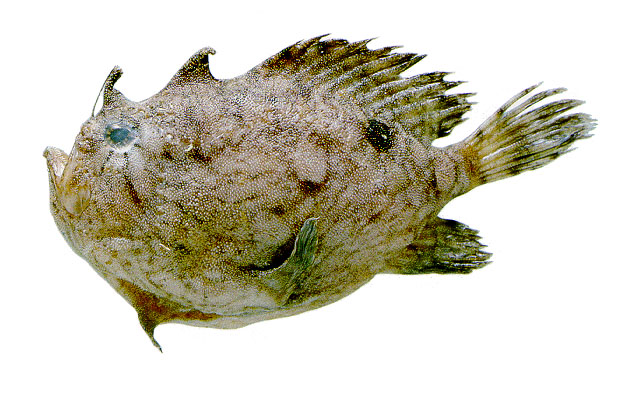 单斑福氏躄鱼(Fowlerichthys radiosus)