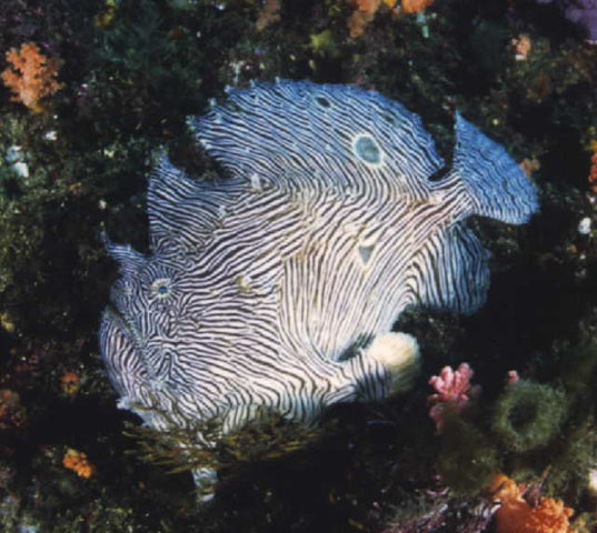 歧胸福氏躄鱼(Fowlerichthys scriptissimus)