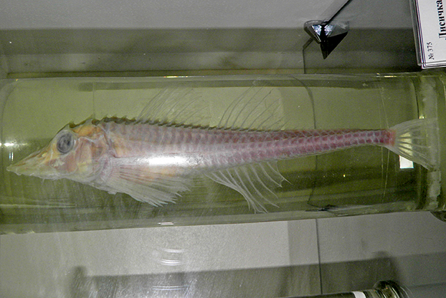 汤氏棘棱八角鱼(Freemanichthys thompsoni)
