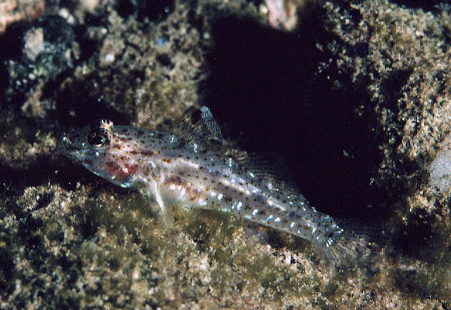 裸项纺锤虾虎(Fusigobius duospilus)