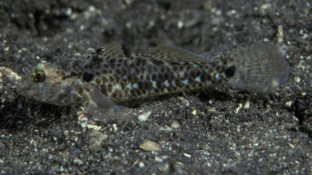 臂斑纺锤虾虎(Fusigobius humeralis)