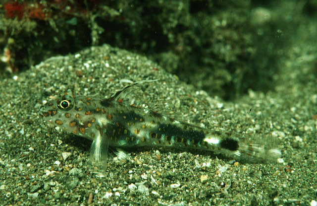 下斑纺锤虾虎(Fusigobius inframaculatus)