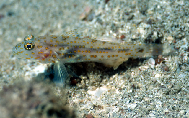 长棘纺锤虾虎(Fusigobius longispinus)