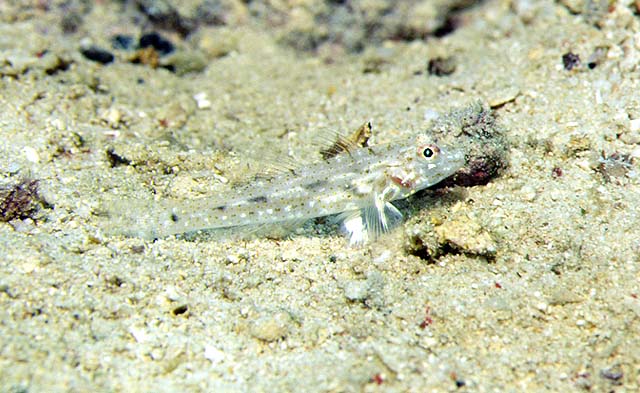 短棘纺锤虾虎(Fusigobius neophytus)