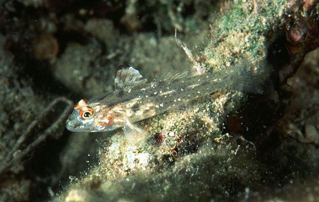 斑鳍纺锤虾虎(Fusigobius signipinnis)