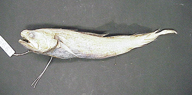贪食短稚鳕(Gadella brocca)