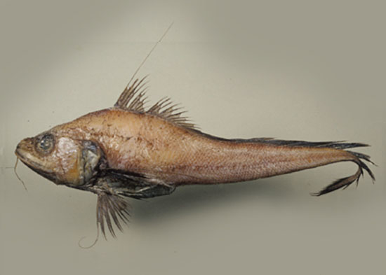柯氏鼠鳕(Gadomus colletti)
