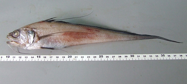 加勒比海鼠鳕(Gadomus dispar)