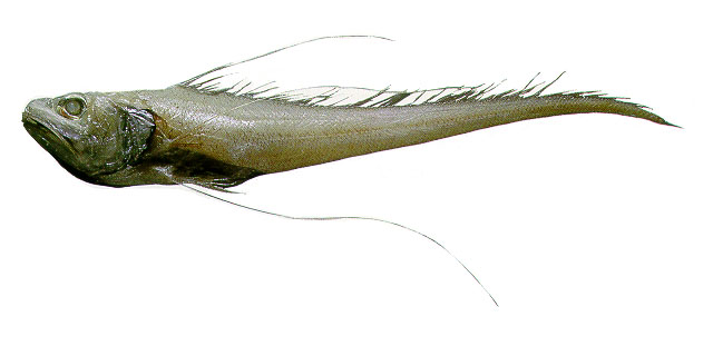 长丝鼠鳕(Gadomus longifilis)
