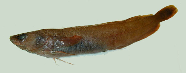 银三须鳕(Gaidropsarus argentatus)