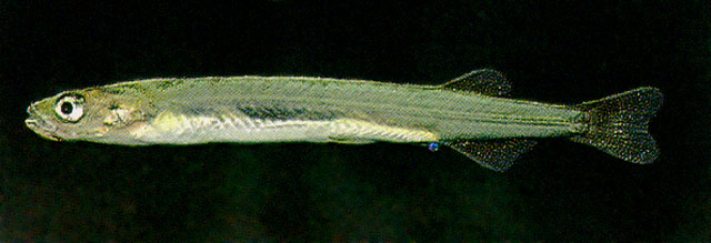 细南乳鱼(Galaxias gracilis)