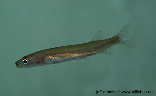 新赫里多尼亚南乳鱼(Galaxias neocaledonicus)