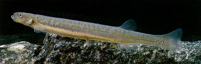 长颌南乳鱼(Galaxias prognathus)