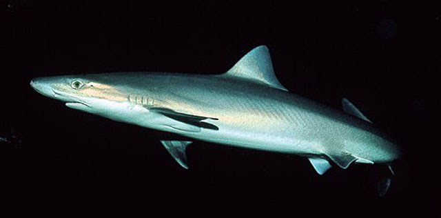 翅鲨(Galeorhinus galeus)