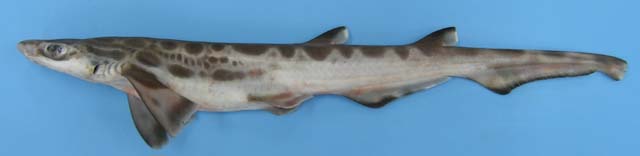 大西洋锯尾鲨(Galeus atlanticus)