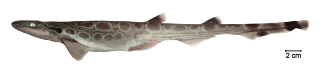 明氏锯尾鲨(Galeus mincaronei)