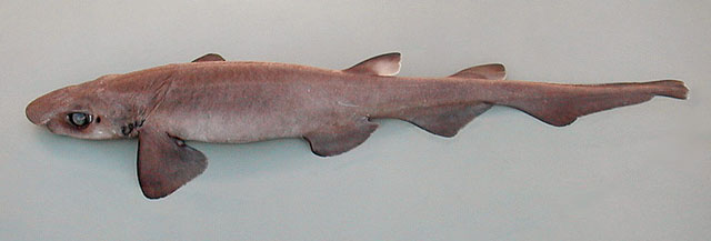 冰岛锯尾鲨(Galeus murinus)