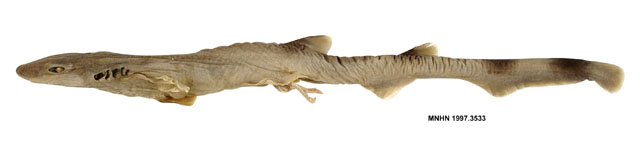长鳍脚锯尾鲨(Galeus priapus)